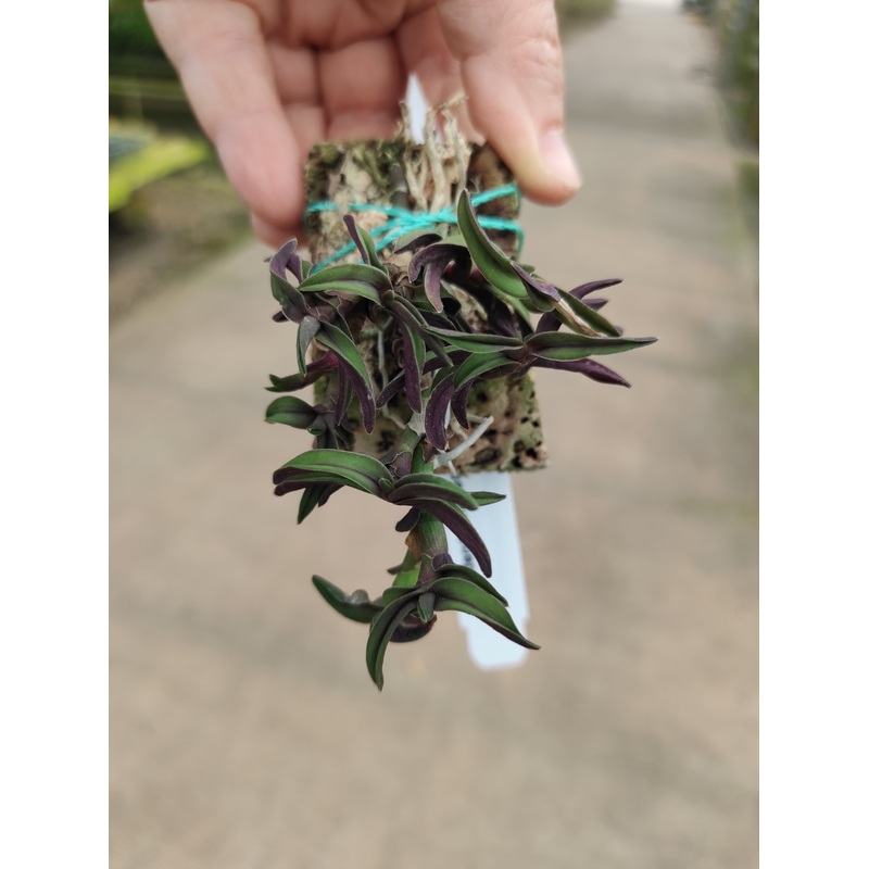Epidendrum neoporpax