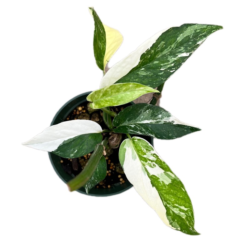 Epipremnum pinnatum ‘Albo’