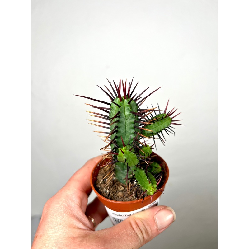 Euphorbia enopla – Spiny Euphorbia
