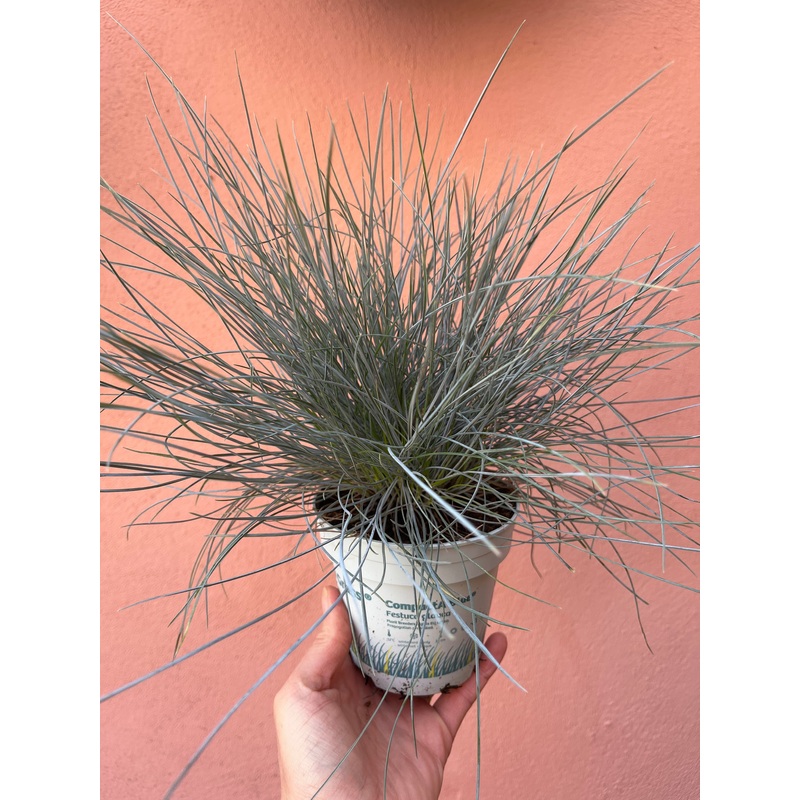 Festuca Compact Blue|11cm