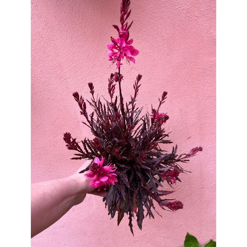 Gaura lindheimeri Siskiyou Pink
