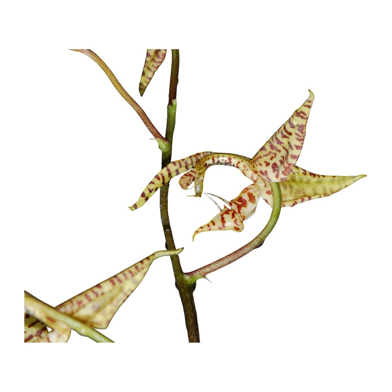 Gongora bufonia