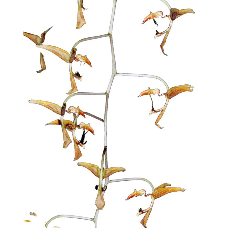 Gongora gratulabunda
