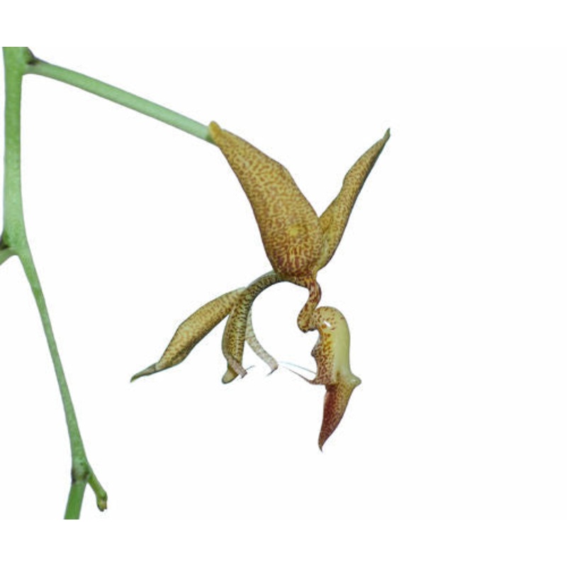 Gongora pardina