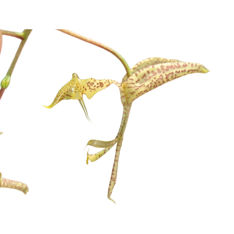 Gongora pardina type
