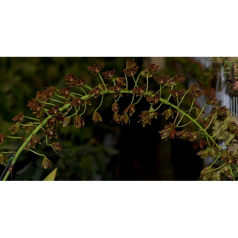 Grammatophyllum scriptum