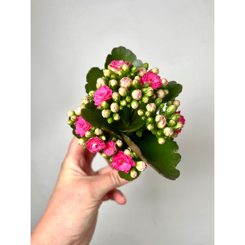 Kalanchoe blossfeldiana ‘Don Nando’ – pink flaming katy