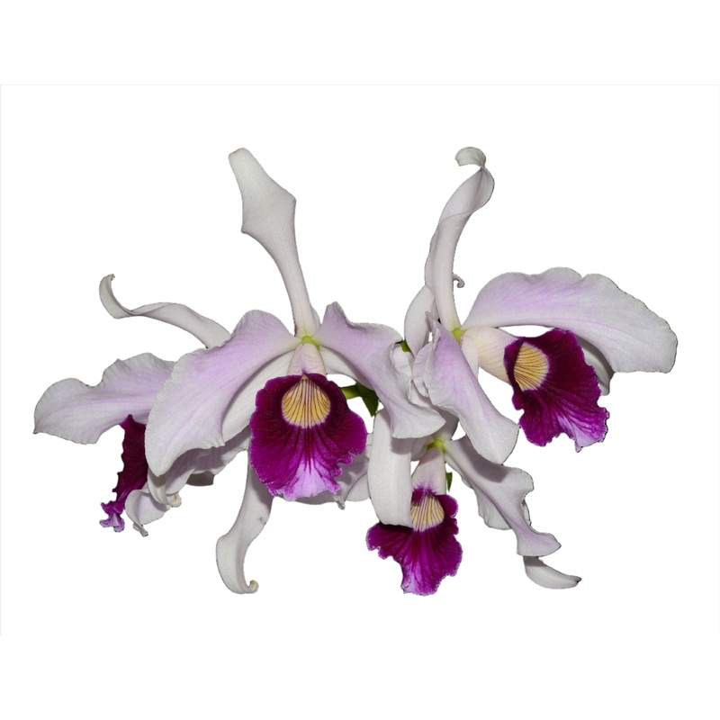 Laelia purpurata Flamea Cheri x alba Campanea