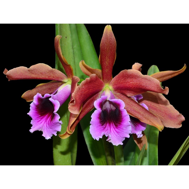 Laelia tenebrosa