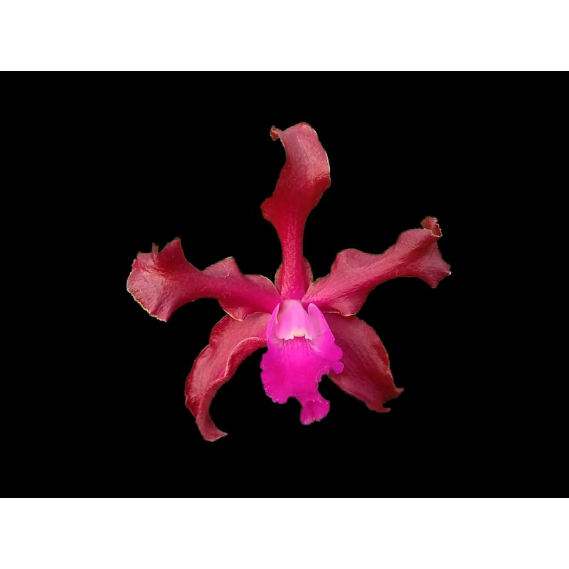 Laeliocattleya Gualaceo Bicentenario 4N