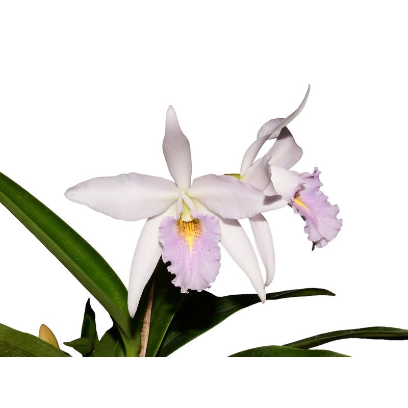 Laeliocattleya Uzhupud Night f. coerulea