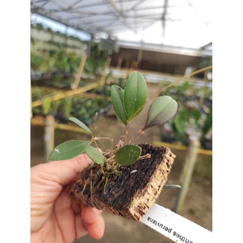 Lepanthes peruviana