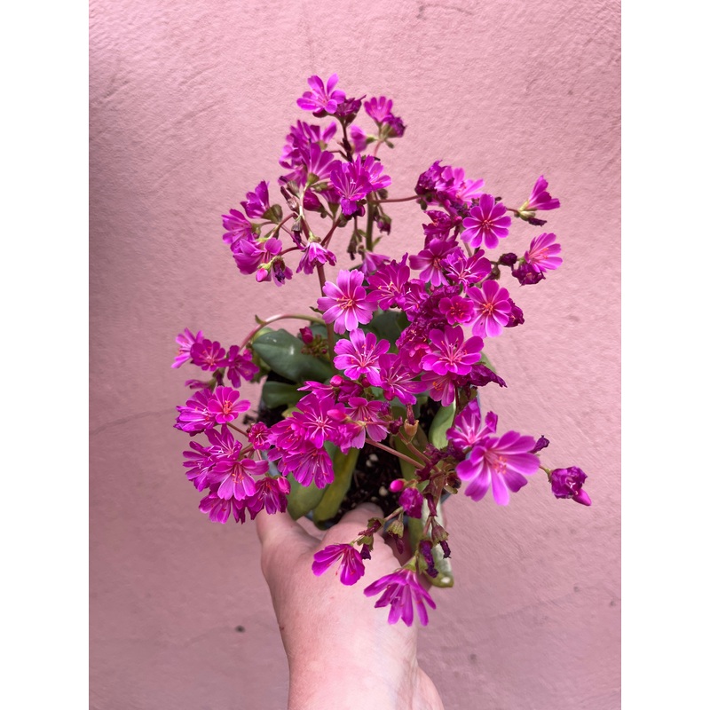 Lewisia cotyledon Elise – Siskiyou Lewisia –