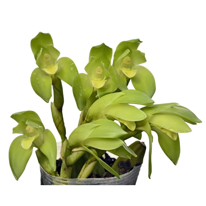 Lycaste nana