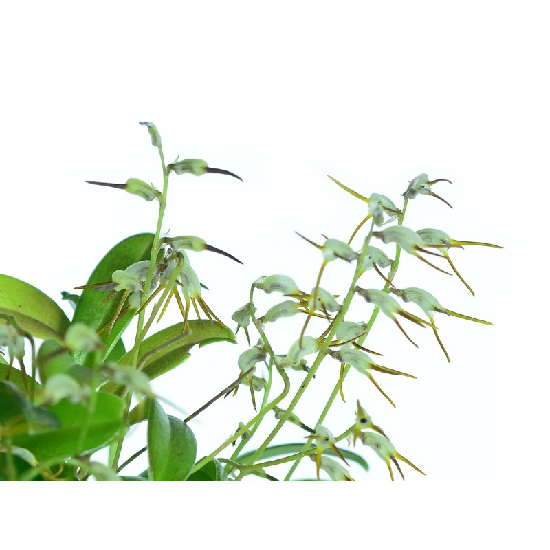 Masdevallia chaetostoma