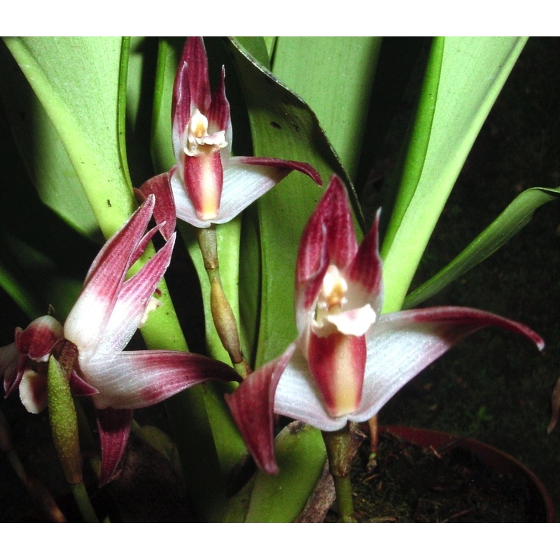 Maxillaria argyrophylla