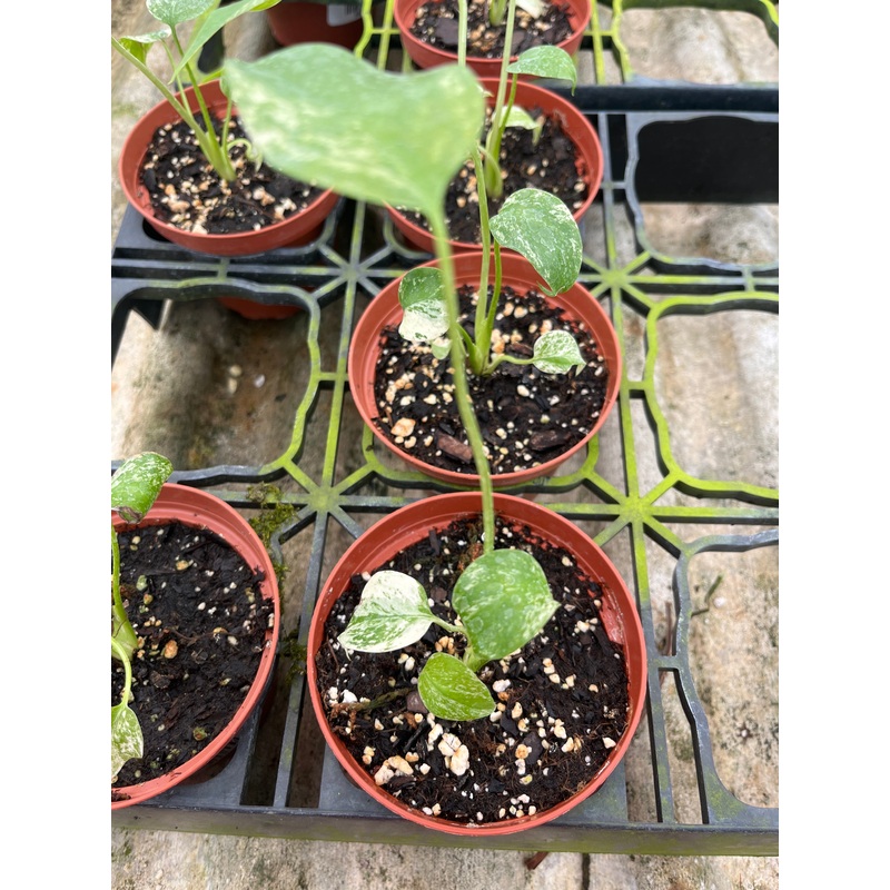 Monstera deliciosa mint variegated (seedling)