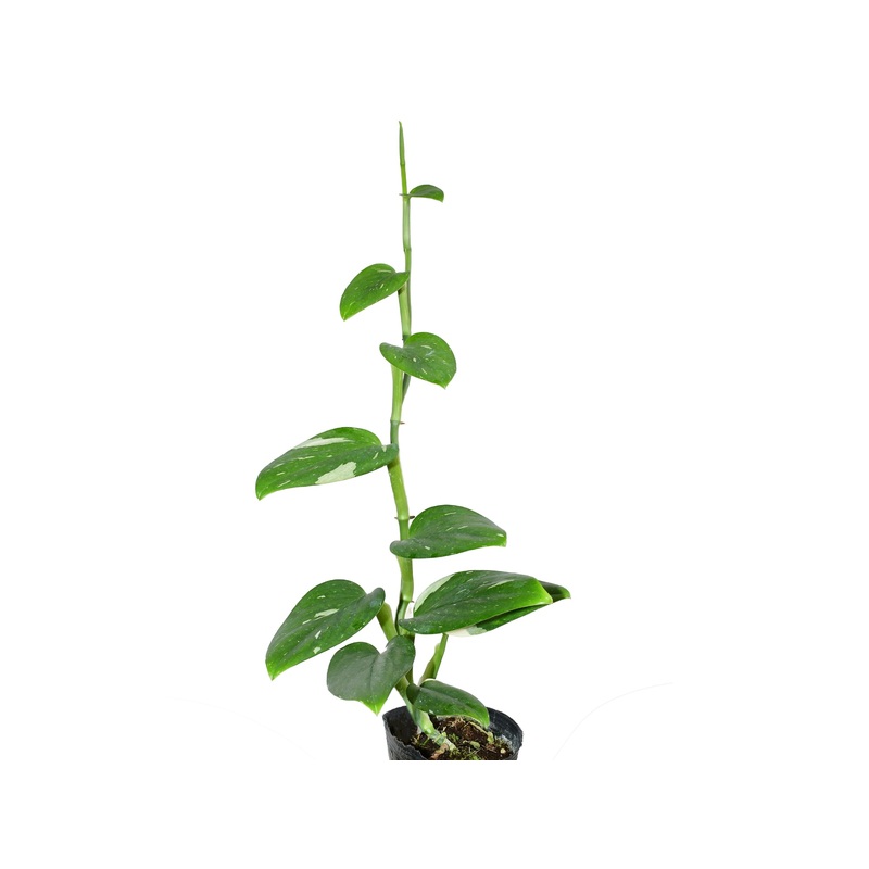 Monstera standleyana