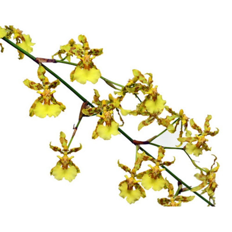 Oncidium baueri
