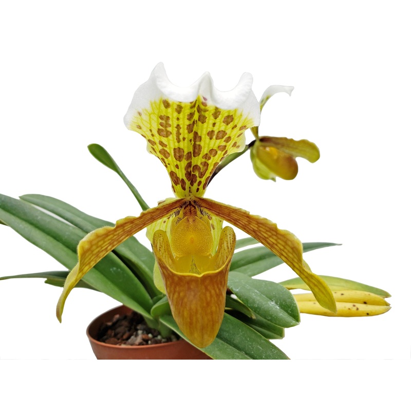 Paphiopedilum insigne var. sanderae