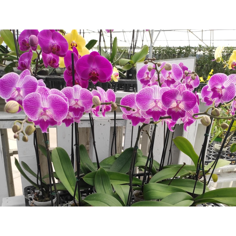 Phalaenopsis – 4 – $20
