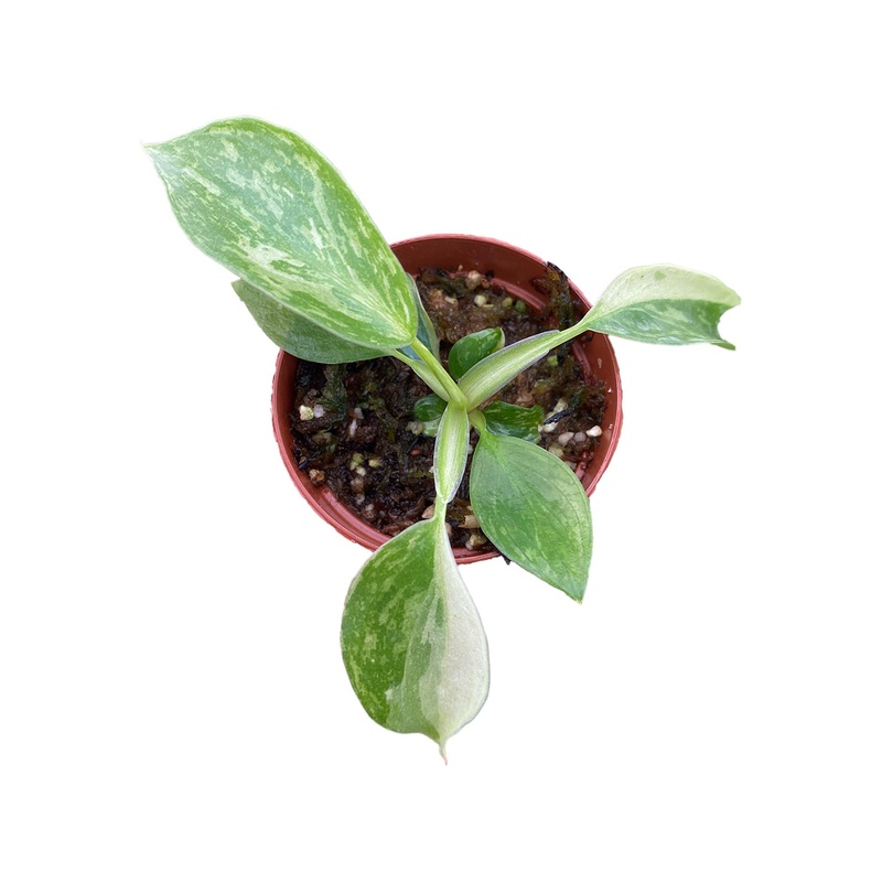 Philodendron Jose Buono (seedling)