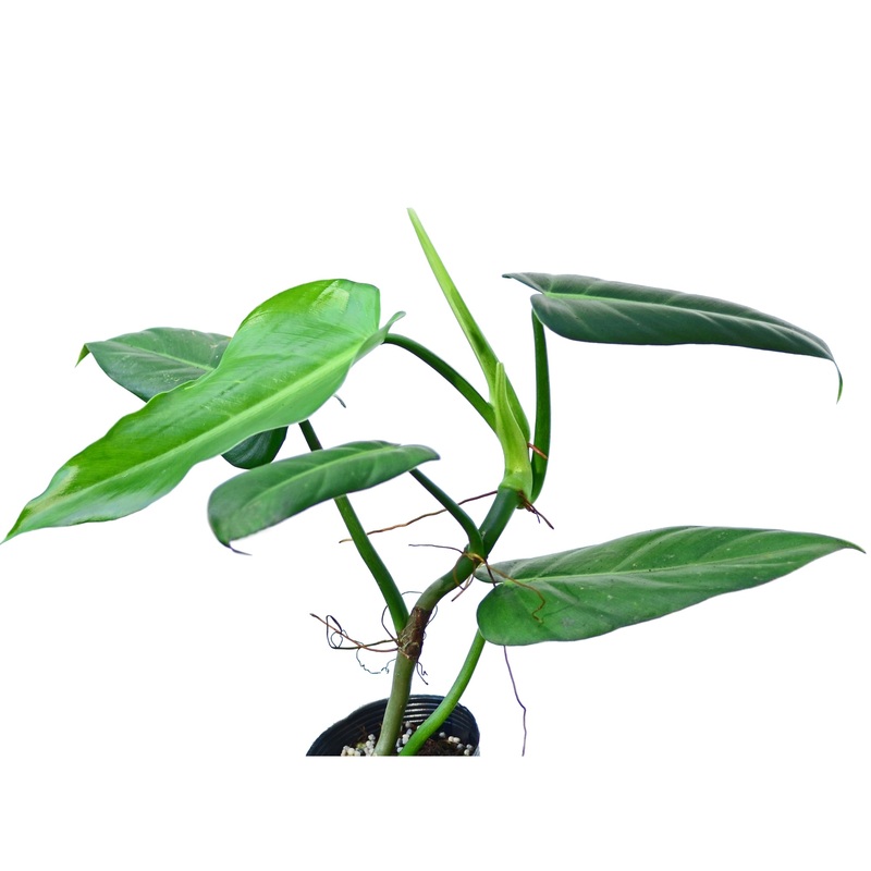 Philodendron lehmannii 1