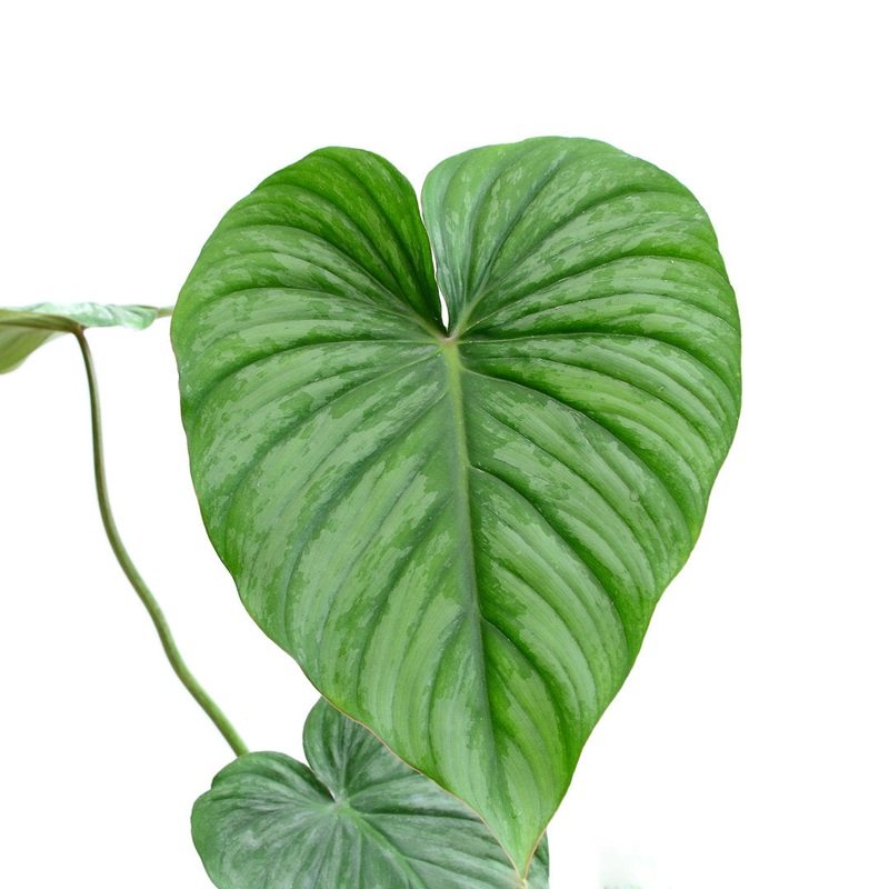 Philodendron plowmanii x Philodendron pastazanum