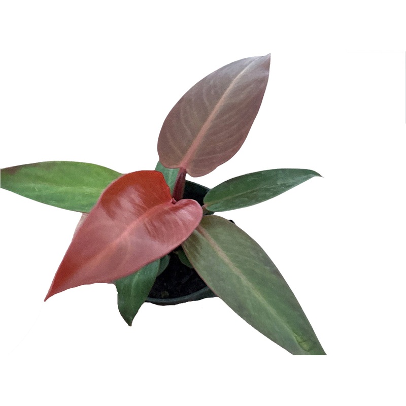 Philodendron Red Sun
