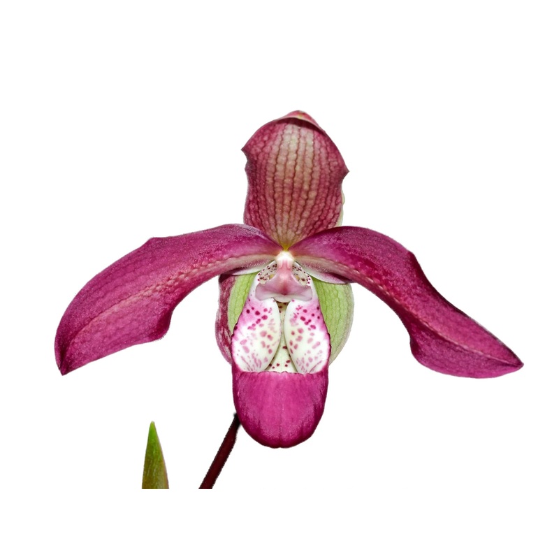 Phragmipedium Pat Ramsey