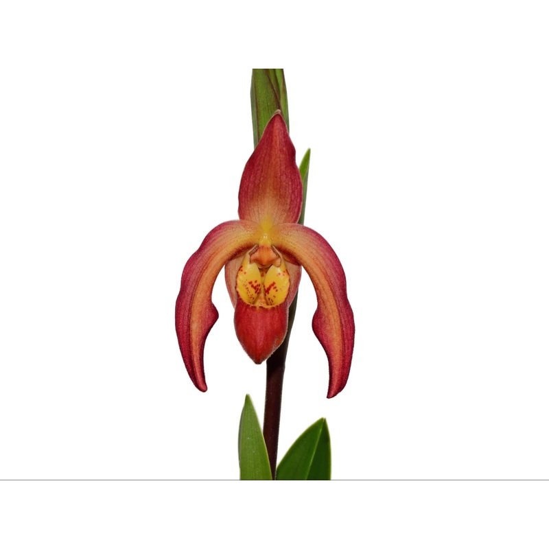 Phragmipedium Vittabess