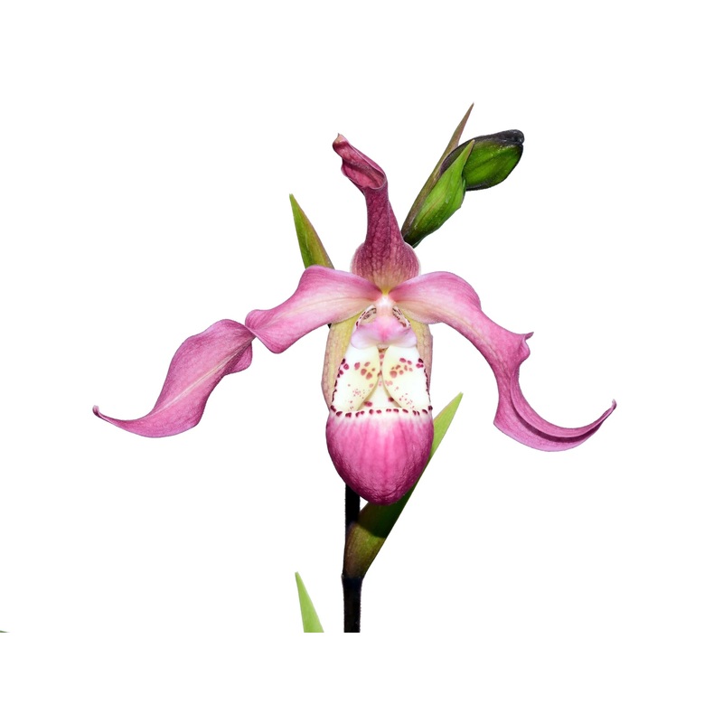 Phragmipedium Wayne Riggs