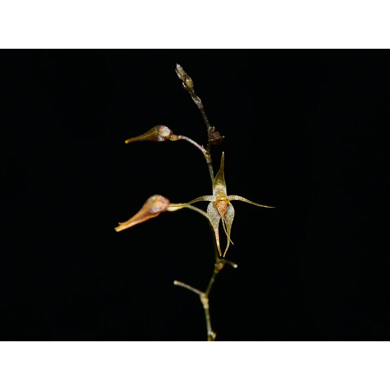 Platystele examen-culicum