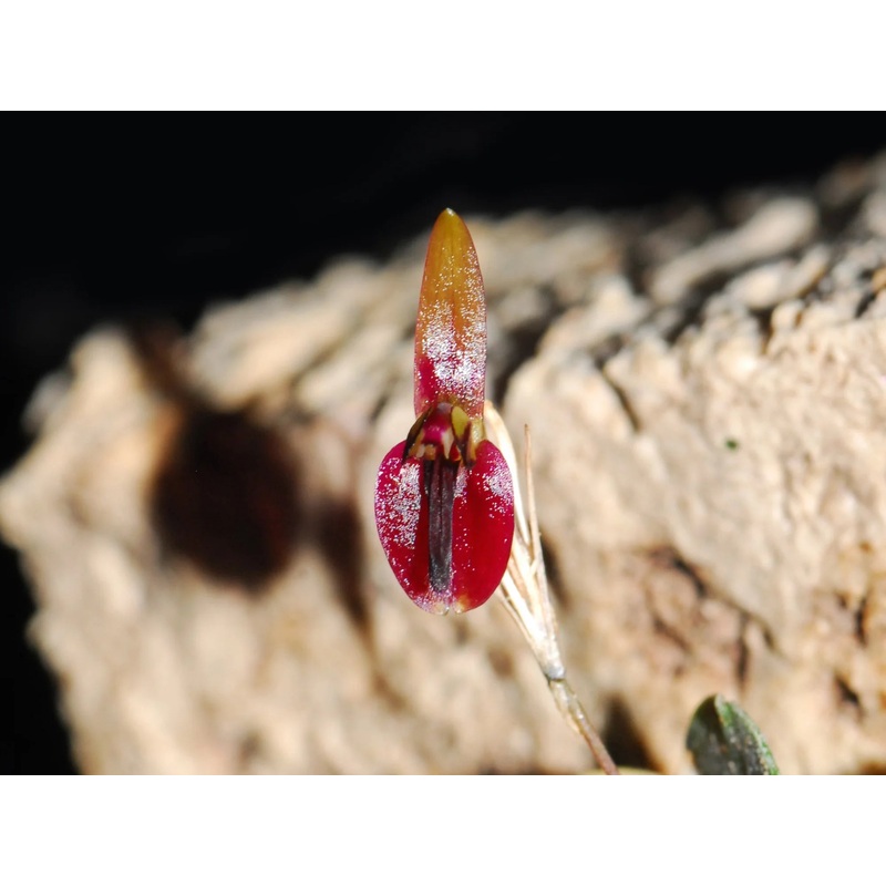 Pleurothallis cuspidata