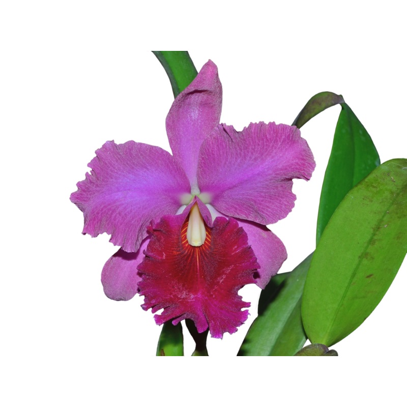 Rhyncholaeliocattleya Ariana Burgos