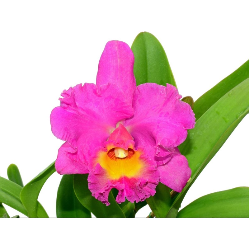 Rhyncholaeliocattleya Bomberos Cuenca