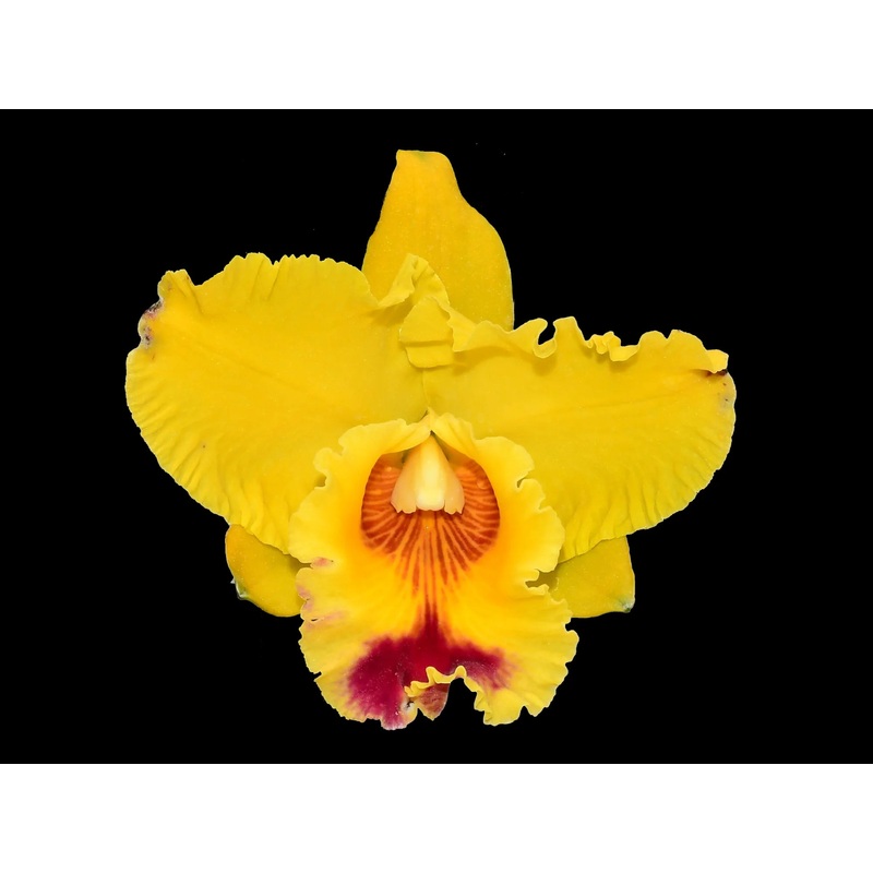 Rhyncholaeliocattleya Kakemizu Grand