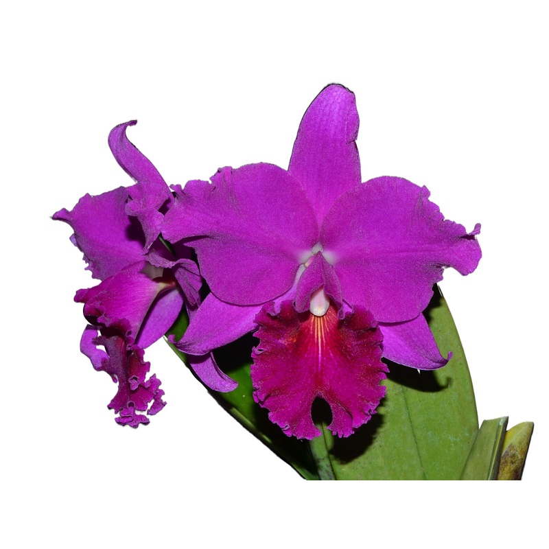 Rhyncholaeliocattleya Shunguito