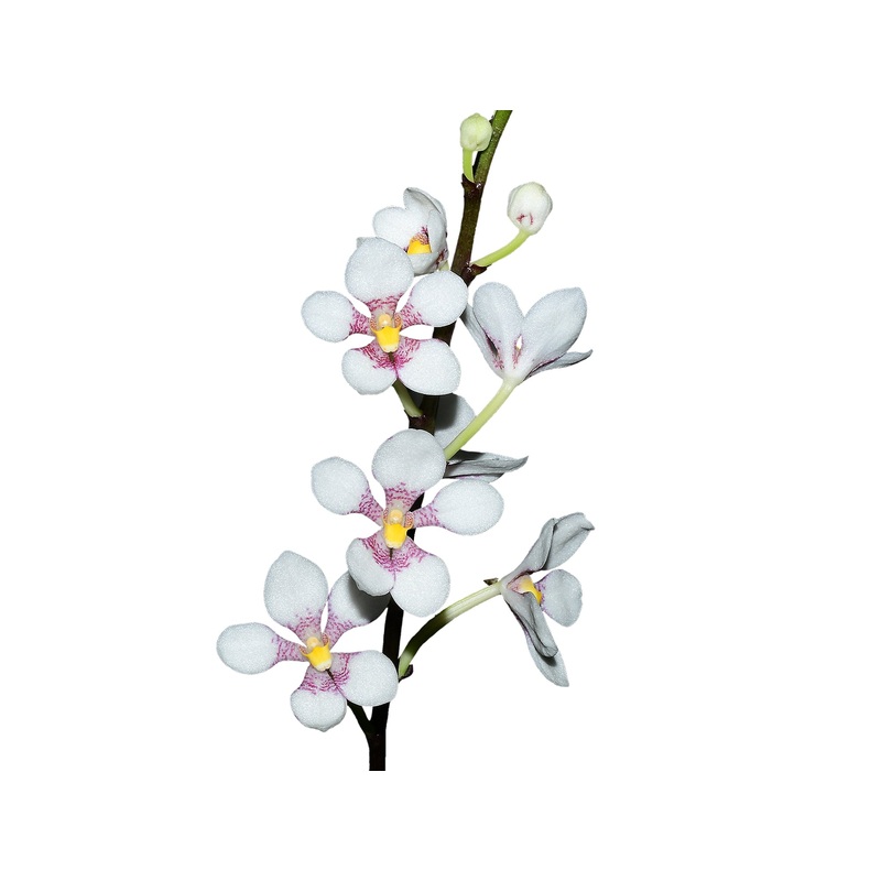 Sarcochilus Kulnura Vibrance x Sarcochilus hartmannii Red Snow x Roberto