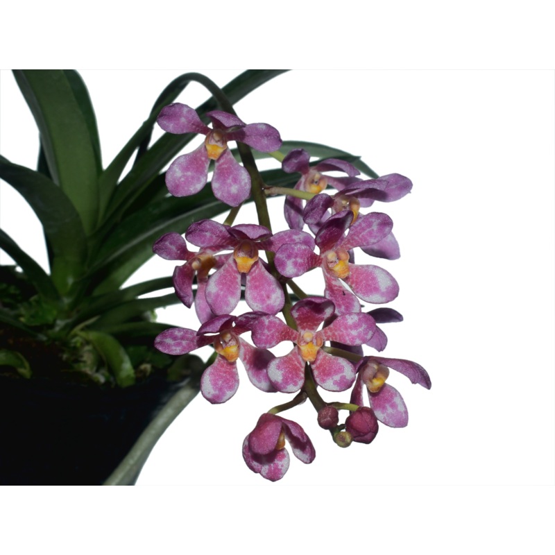 Sarcochilus Kulnura Vibrance x Sarcochilus Kulnura Warrior