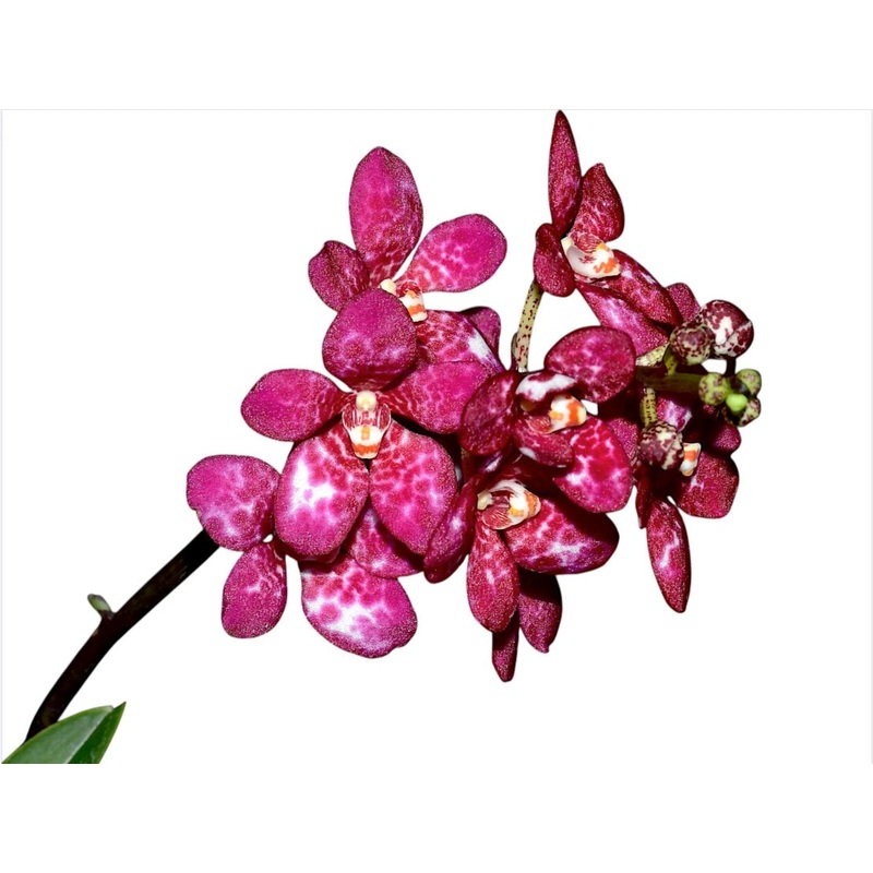 Sarcochilus Kulnura Warmer x Sarcochilus Kulnura Oath