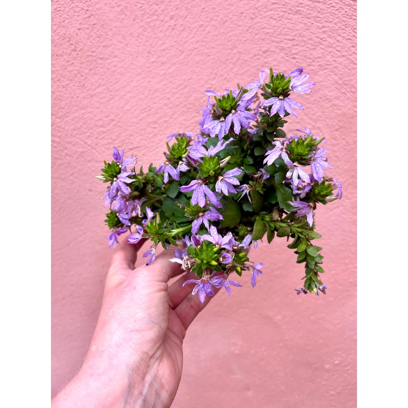 Scaevola Blue Touch – Fan flower