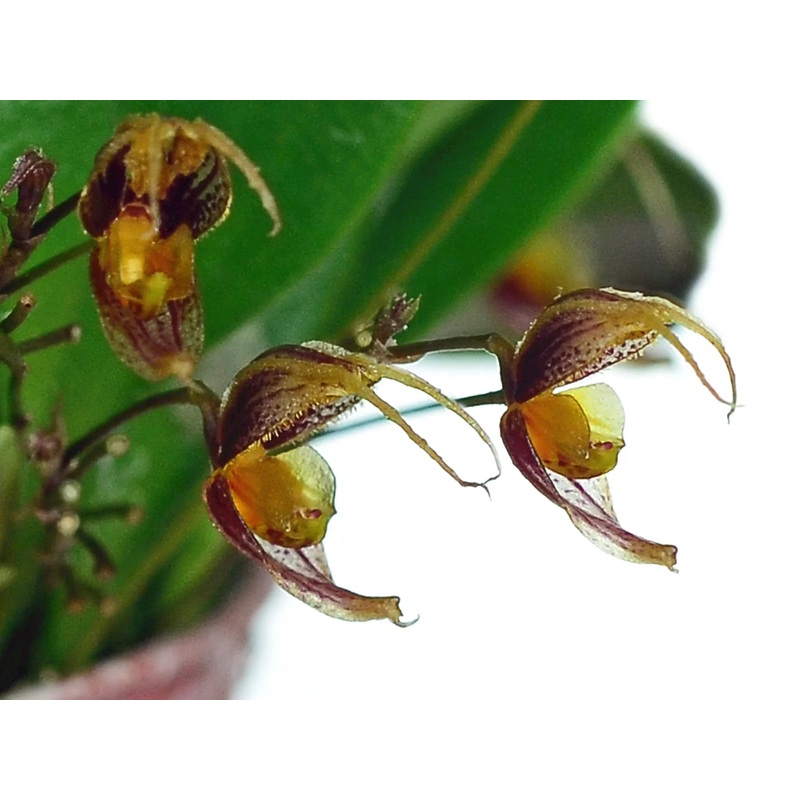 Scaphosepalum andreettae