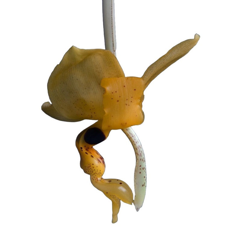 Stanhopea nigripes