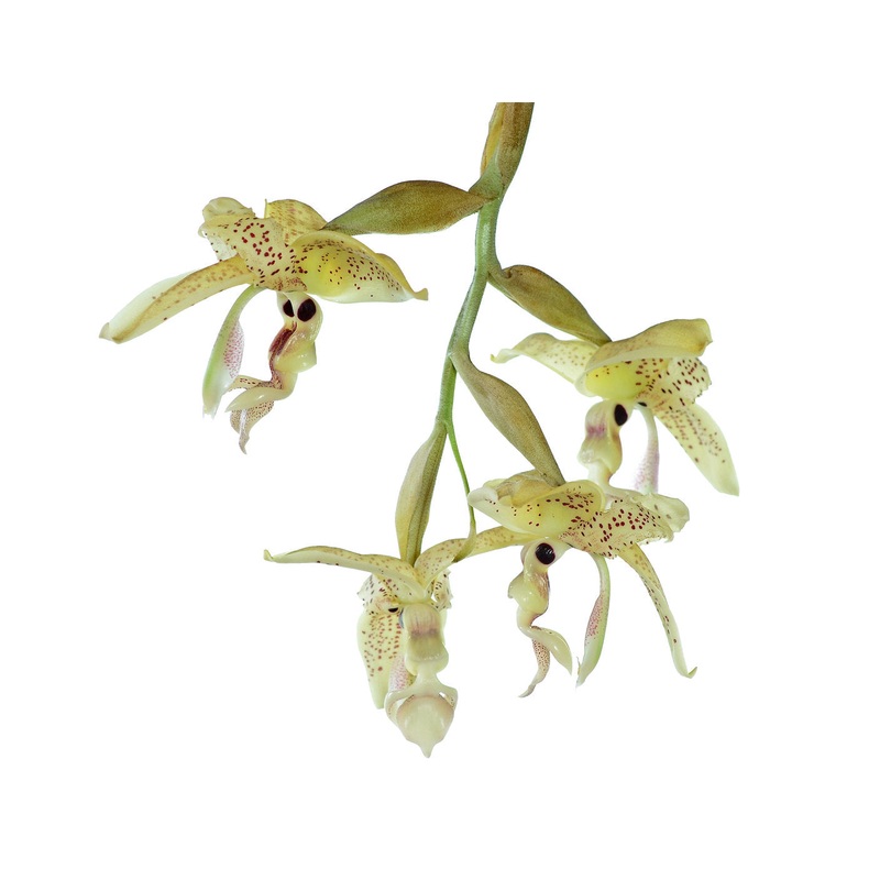 Stanhopea oculata