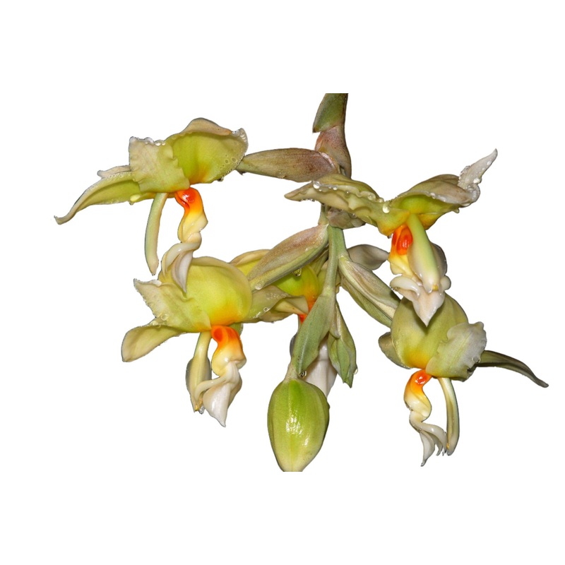 Stanhopea ruckeri
