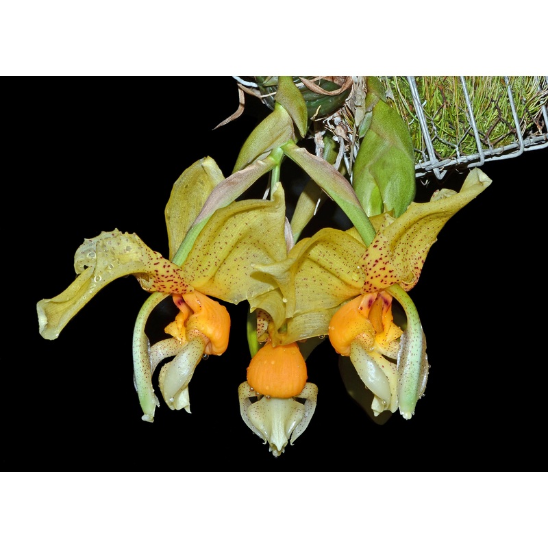 Stanhopea Yolanda Breck
