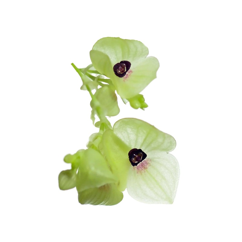 Stelis gemma