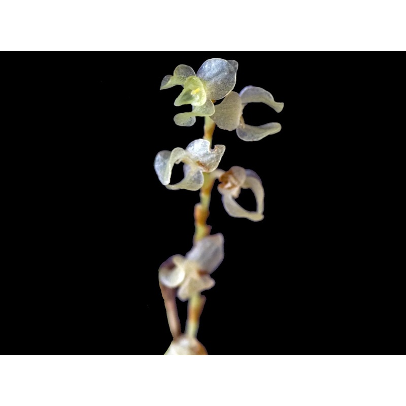 Stelis porpax