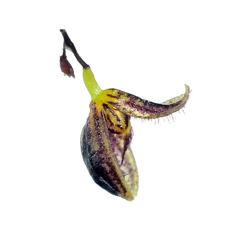 Stelis trichostoma